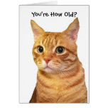 Feliz cumpleaños en años del gato felicitación