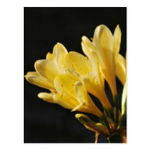 Fiebre de la primavera tarjetas postales