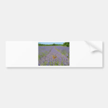 Field of lavender - Campo de lavanda Etiqueta De Parachoque