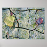 Figuras hechas por la naturaleza posters
