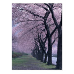Fila de los árboles del cherryblossom postales
