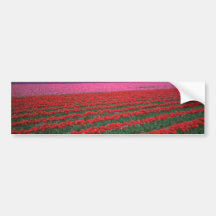 Filas rojas y rosadas pegatina de parachoque