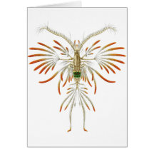 Filigerus de Augaptilus Felicitación