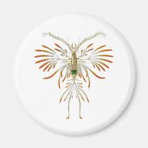 Filigerus de Augaptilus Imán De Frigorífico