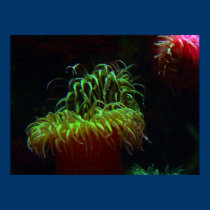 Filón del acuario posters