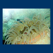 Filón del acuario posters