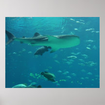 Filón del tiburón posters
