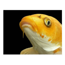 Fishies - Koi no.1 - Postkarte