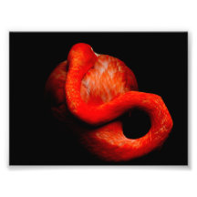 Flamenco llameante impresiones fotograficas