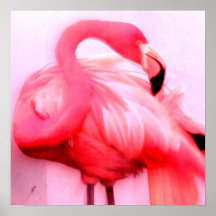 Flamenco rosado posters