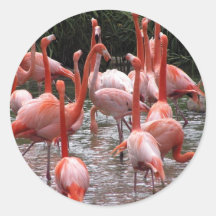 Flamencos de la Florida Etiqueta Redonda