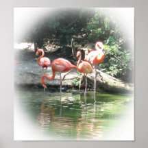 Flamencos en el parque zoológico posters