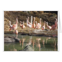 flamencos felicitaciones