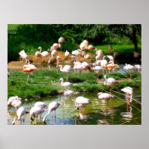 Flamencos - impresión del poster