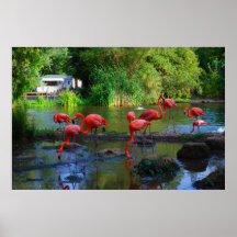 Flamencos Impresiones
