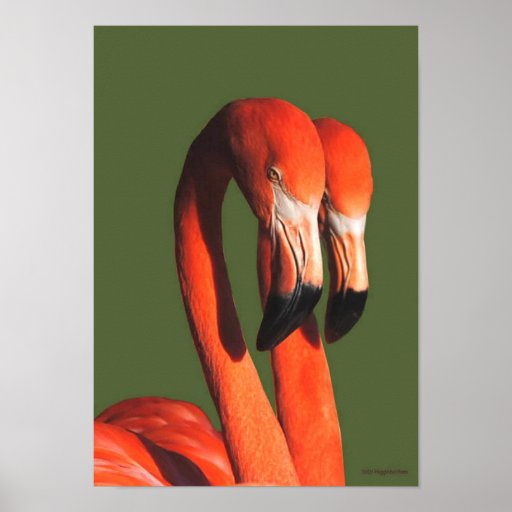 Flamencos Impresiones
