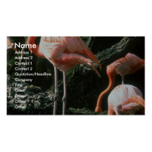 Flamencos Tarjeta De Visita