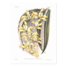 Flaveolum del var del lomianum del Cypripedium Postal
