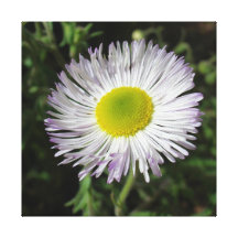 Fleabane en flor impresión de lienzo
