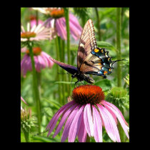 fleur del la del sur del papillon posters