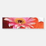 Flo rosado y amarillo perfecto del flor de la marg pegatina de parachoque