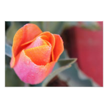 Flor 11 impresión fotográfica