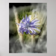 flor 2 de la achicoria poster