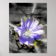 flor 3 de la achicoria poster