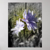 flor 4 de la achicoria impresiones