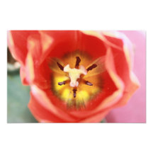 Flor 9 fotografia