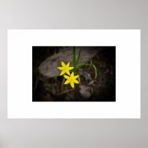 Flor amarilla de la estrella poster
