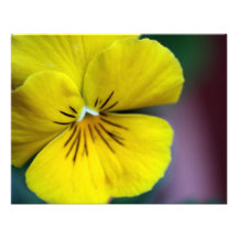 Flor amarilla de la petunia fotografia