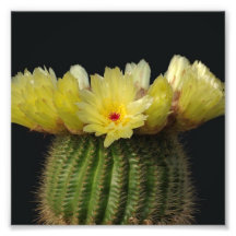 Flor amarilla del cactus impresión fotográfica