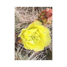 Flor amarilla del cactus lona envuelta para galerias