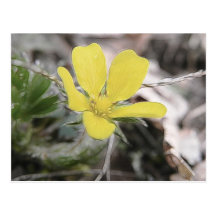 Flor amarilla del Cinquefoil Tarjetas Postales