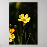Flor amarilla del cosmos impresiones