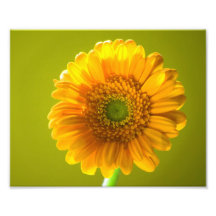 Flor amarilla del Gerbera de la margarita Impresión Fotográfica