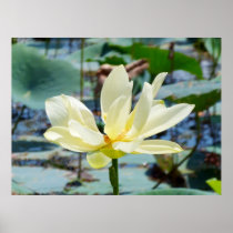 Flor amarilla del lirio posters