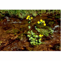 Flor amarilla del mono escultura fotográfica