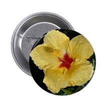 Flor amarilla, hibisco híbrido pins
