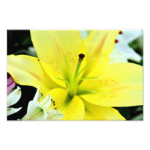 Flor amarilla impresion fotografica