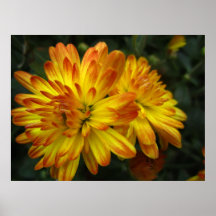 flor amarilla poster