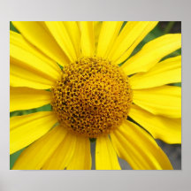 Flor amarilla impresiones