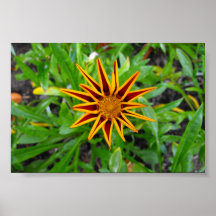 Flor amarilla y roja posters