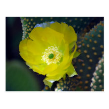 Flor amarilla y significado del cactus tarjeta postal