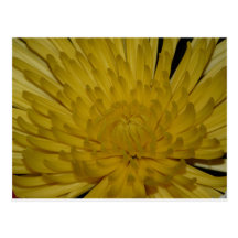 flor, amarillo tarjetas postales