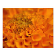 Flor anaranjada de la maravilla arte fotográfico