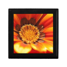 Flor anaranjada del Zinnia Caja De Regalo