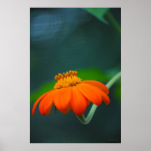 Flor anaranjada en verano posters