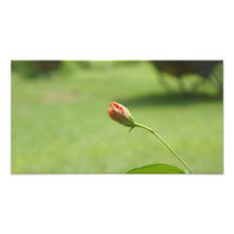 FLOR ARTE CON FOTOS
